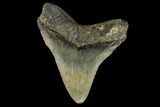 Fossil Megalodon Tooth - North Carolina #109876-2